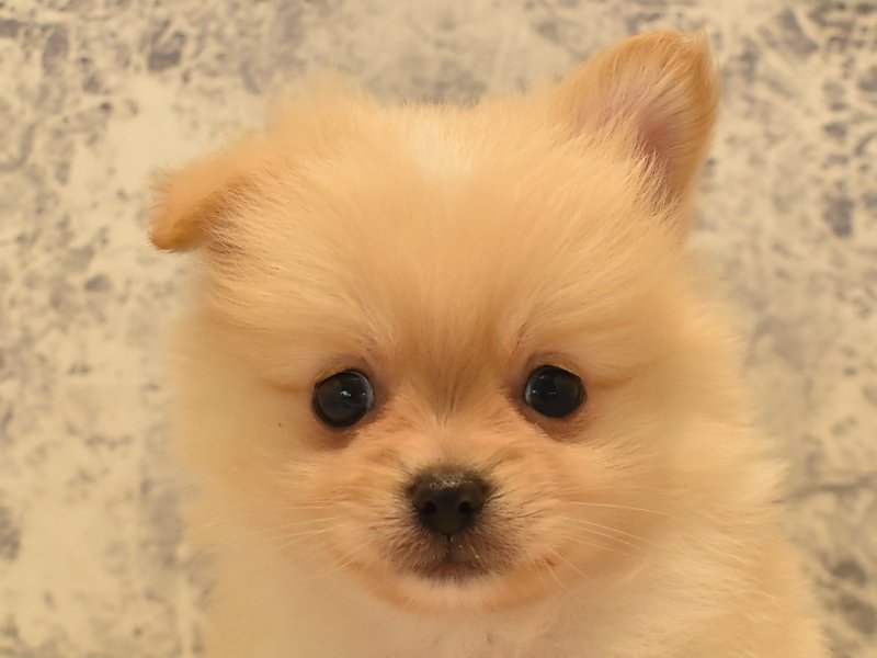 埼玉県のハーフ犬 (ワンラブ西武所沢ワルツ店/2024年3月13日生まれ/男の子/クリーム)の子犬