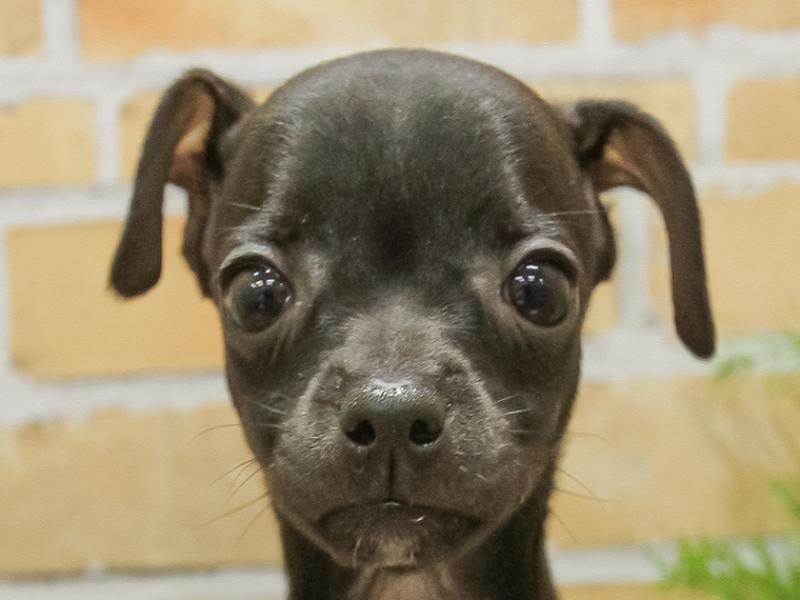 静岡県のハーフ犬 (ワンラブ静岡PARCO店/2024年3月16日生まれ/女の子/ブラック)の子犬