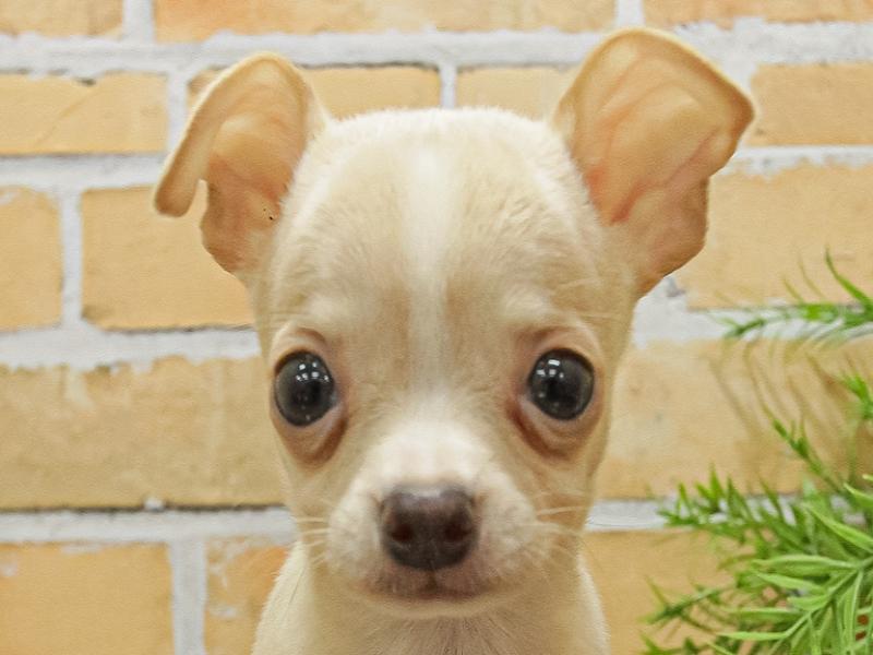 岐阜県のハーフ犬 (ワンラブモレラ岐阜店/2024年3月16日生まれ/女の子/クリームホワイト)の子犬