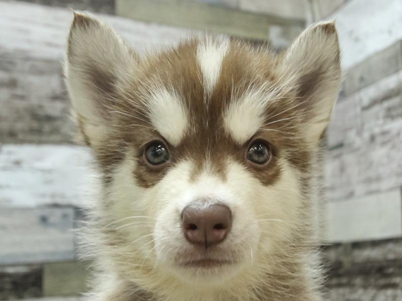 奈良県のシベリアンハスキー (ワンラブミ・ナーラ奈良店/2024年3月16日生まれ/男の子/チョコレートホワイト)の子犬
