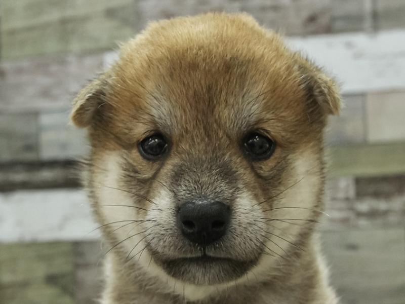 愛知県の柴犬(標準サイズ) (ワンラブMEGAﾄﾞﾝ･ｷﾎｰﾃ ｸﾗｽﾎﾟ蒲郡店/2024年3月16日生まれ/女の子/赤)の子犬