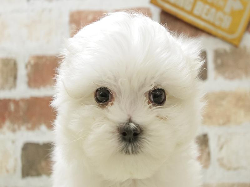 福井県のハーフ犬 (ワンラブフレンドタウン福井店/2024年3月16日生まれ/男の子/ホワイト)の子犬