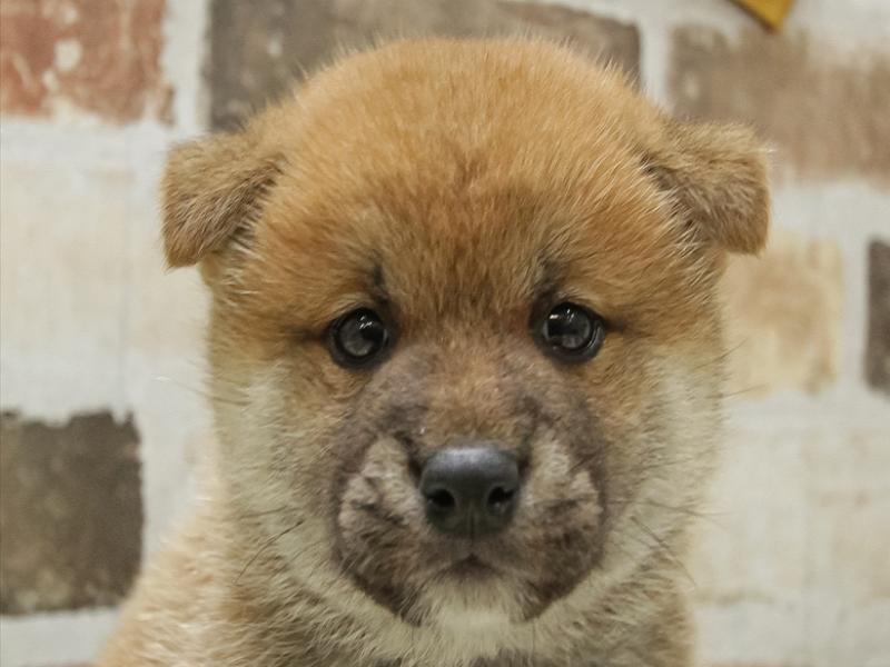 京都府の柴犬(標準サイズ) (ワンラブMOMOテラス店/2024年3月14日生まれ/男の子/赤)の子犬