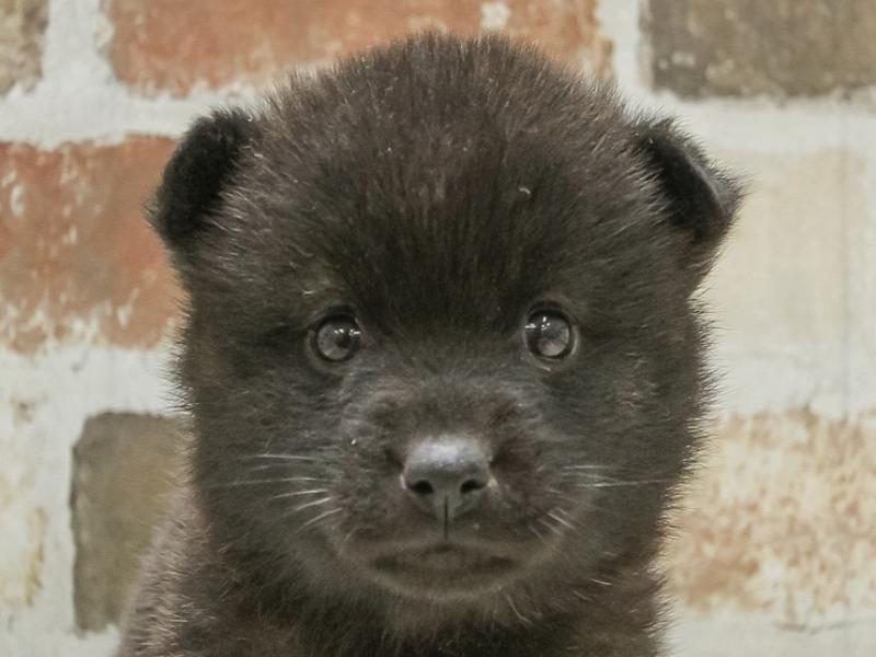 2024年3月16日生まれの甲斐犬の1枚目の写真