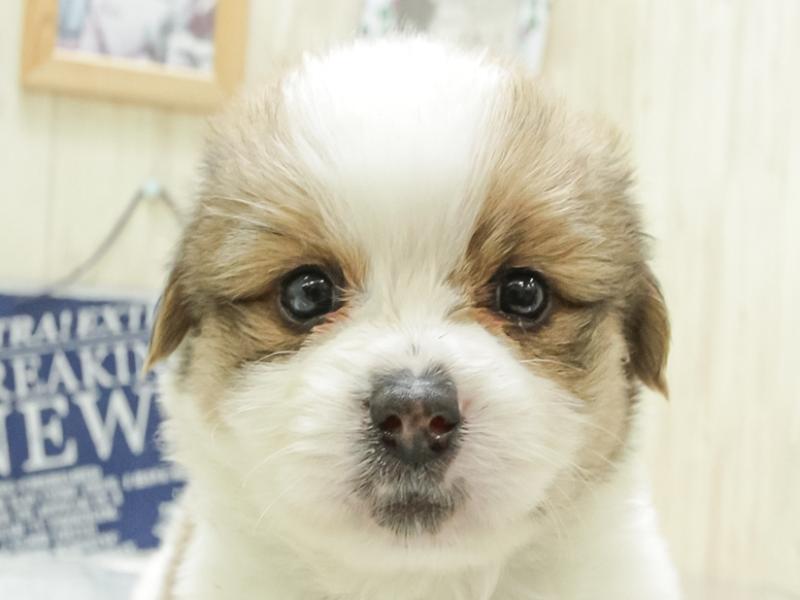 奈良県のハーフ犬 (ワンラブミ・ナーラ奈良店/2024年3月15日生まれ/男の子/パーティーカラー)の子犬