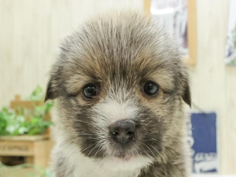 宮崎県のハーフ犬 (ワンラブｽｰﾊﾟｰｾﾝﾀｰﾆｼﾑﾀ五十市店/2024年3月15日生まれ/男の子/レッドホワイト)の子犬