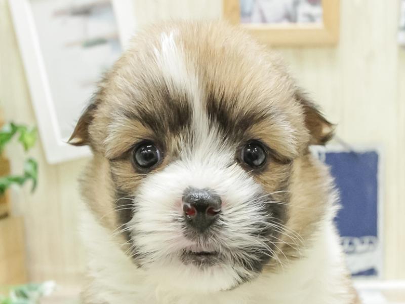 鹿児島県のハーフ犬 (ワンラブニシムタ N'sCITY谷山店/2024年3月15日生まれ/女の子/レッドホワイト)の子犬
