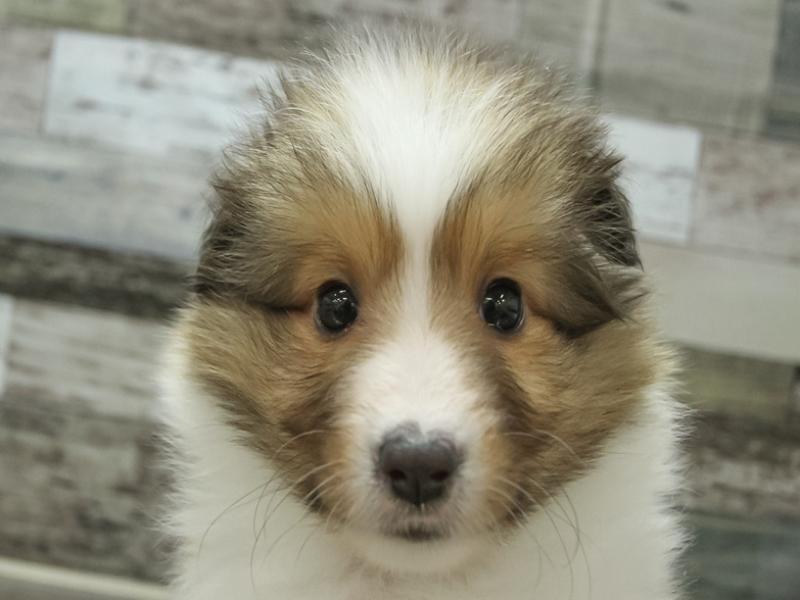 奈良県のシェットランドシープドッグ (ワンラブミ・ナーラ奈良店/2024年3月15日生まれ/男の子/セーブルホワイト)の子犬