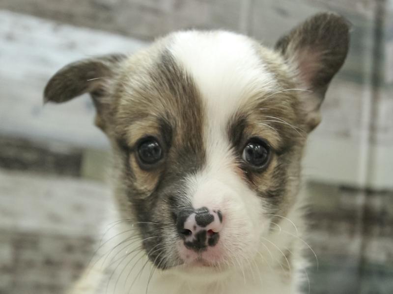 兵庫県のハーフ犬 (ワンラブMEGAドン・キホーテ姫路広畑店/2024年3月16日生まれ/男の子/セーブルホワイト)の子犬