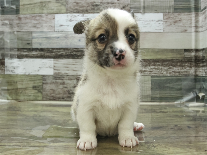 2024年3月16日生まれのハーフ犬の3枚目の写真
