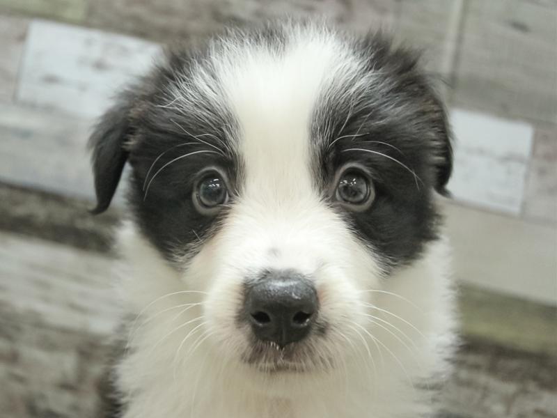 静岡県のボーダーコリー (ワンラブ静岡PARCO店/2024年3月16日生まれ/男の子/ブラックホワイト)の子犬