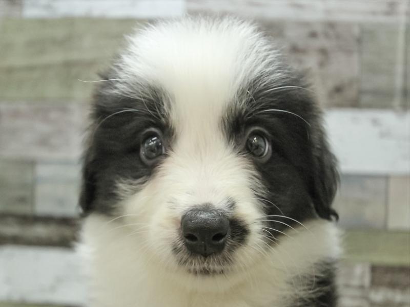 熊本県のボーダーコリー (ワンラブザ・ファクトリーニシムタ合志店/2024年3月16日生まれ/女の子/ブラックホワイト)の子犬