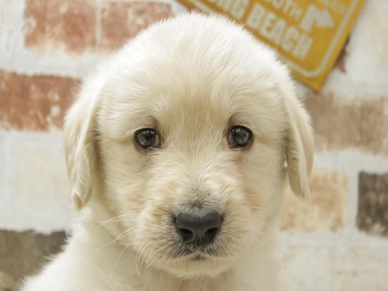 宮崎県のハーフ犬 (ワンラブｽｰﾊﾟｰｾﾝﾀｰﾆｼﾑﾀ五十市店/2024年3月15日生まれ/男の子/クリーム)の子犬