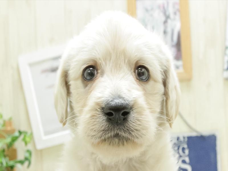 静岡県のハーフ犬 (ワンラブ静岡PARCO店/2024年3月15日生まれ/女の子/クリーム)の子犬