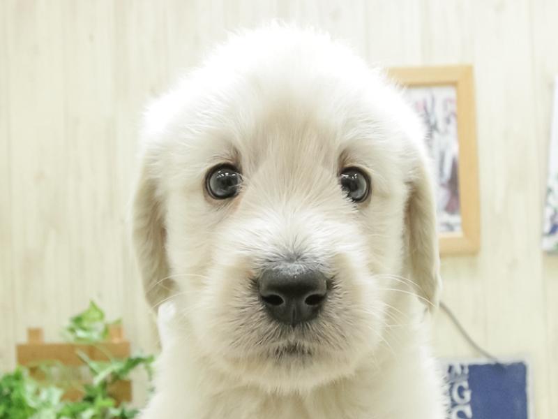 大阪府のハーフ犬 (ワンラブアリオ鳳店/2024年3月15日生まれ/女の子/クリーム)の子犬