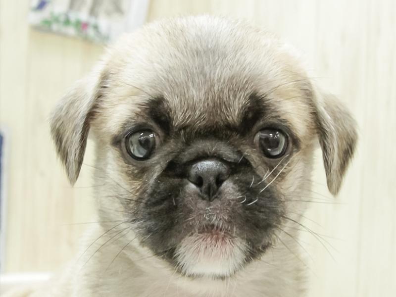 2024年3月13日生まれのハーフ犬の1枚目の写真
