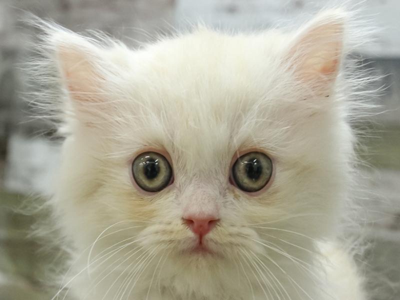石川県のラガマフィン (ワンラブイオンタウン金沢示野店/2024年3月17日生まれ/男の子/クリームホワイト)の子猫
