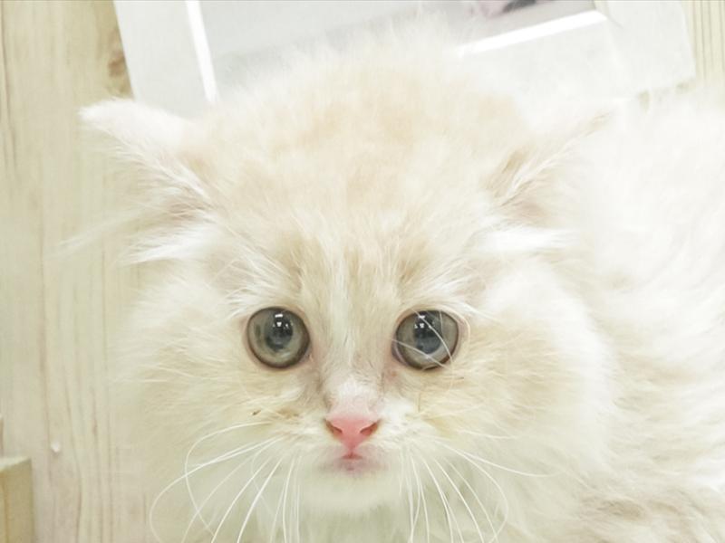 愛知県のスコティッシュフォールド (ワンラブＭＥＧＡ ドン・キホーテ春日井店/2024年3月16日生まれ/女の子/クリームタビーホワイト)の子猫