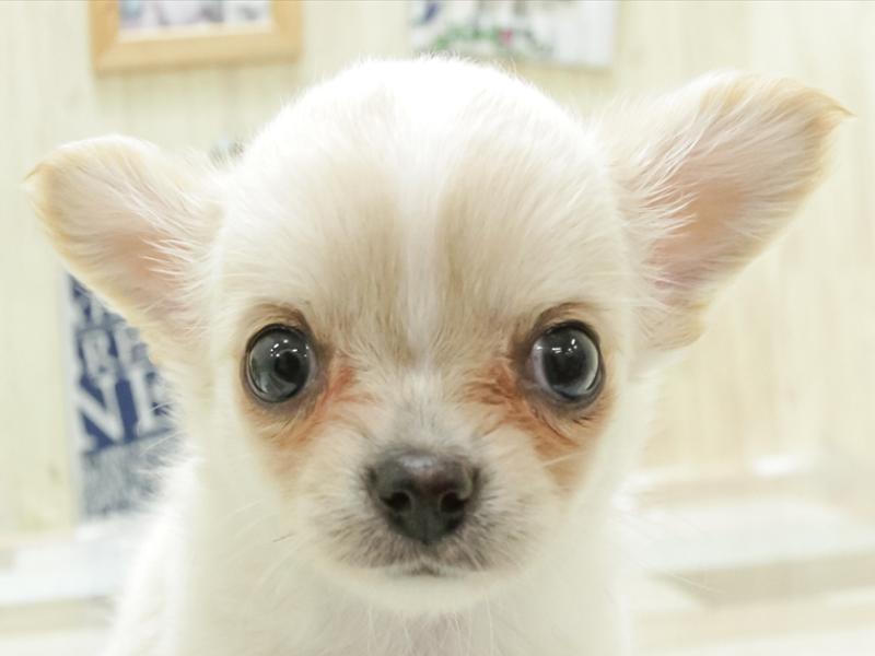兵庫県のチワワ(ロング) (ワンラブブルメール舞多聞店/2024年3月12日生まれ/女の子/クリームホワイト)の子犬