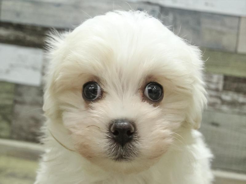 愛知県のマルチーズ (ワンラブカインズ小牧店/2024年3月17日生まれ/男の子/ホワイト)の子犬