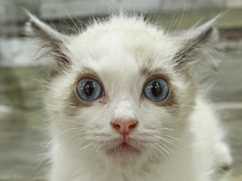 愛知県のラグドール (ワンラブカインズ小牧店/2024年3月14日生まれ/男の子/シールポイントバイカラー)の子猫