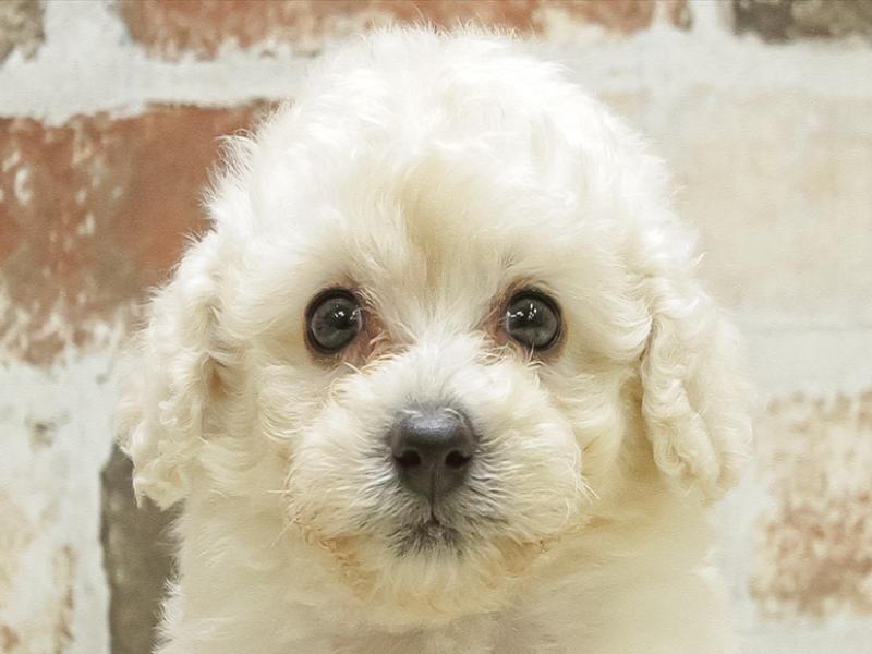 奈良県のタイニープードル (ワンラブミ・ナーラ奈良店/2024年3月16日生まれ/女の子/ホワイト)の子犬