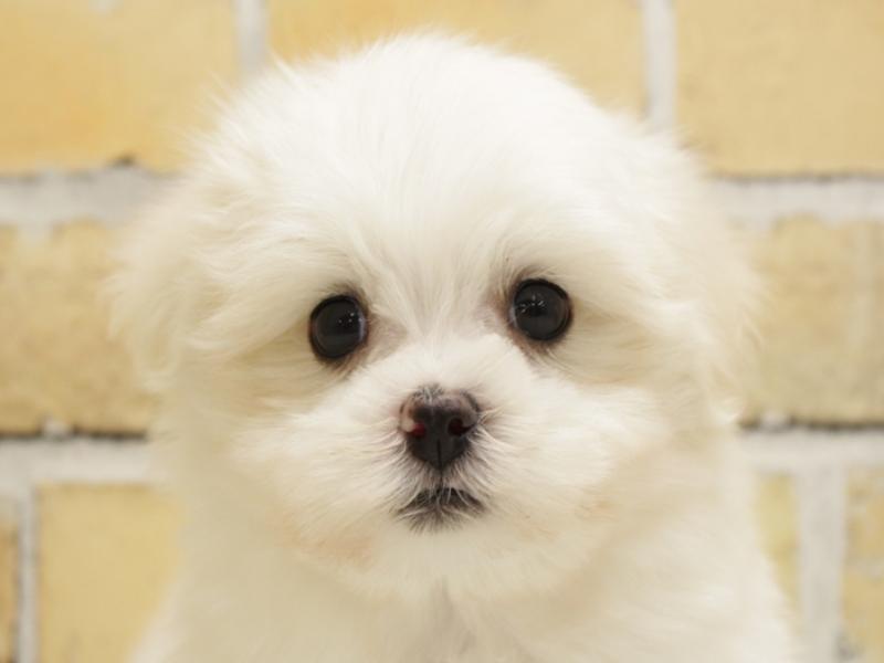 広島県のマルチーズ (ワンラブTHE OUTLETS HIROSHIMA店/2024年3月17日生まれ/男の子/ホワイト)の子犬