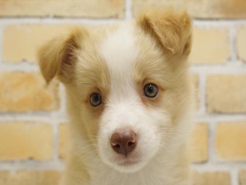 福岡県のボーダーコリー (ワンラブ福岡総本店/2024年3月17日生まれ/女の子/レッドホワイト)の子犬