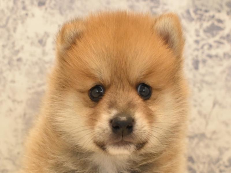 2024年3月16日生まれのポメ柴(ポメラニアン×柴犬)の1枚目の写真