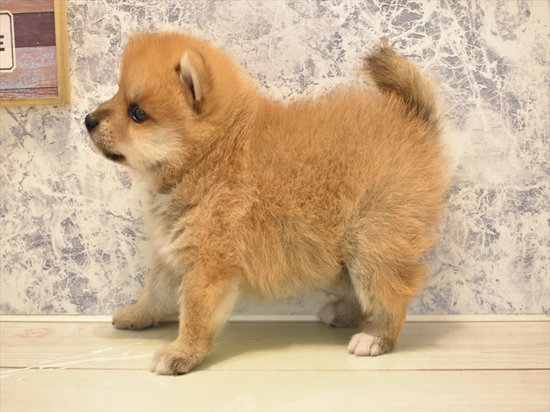 2024年3月16日生まれのポメ柴(ポメラニアン×柴犬)の3枚目の写真