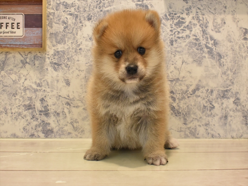 2024年3月16日生まれのポメ柴(ポメラニアン×柴犬)の2枚目の写真