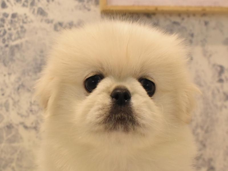 神奈川県のペキニーズ (ワンラブららぽーと海老名店/2024年3月17日生まれ/女の子/ホワイト)の子犬