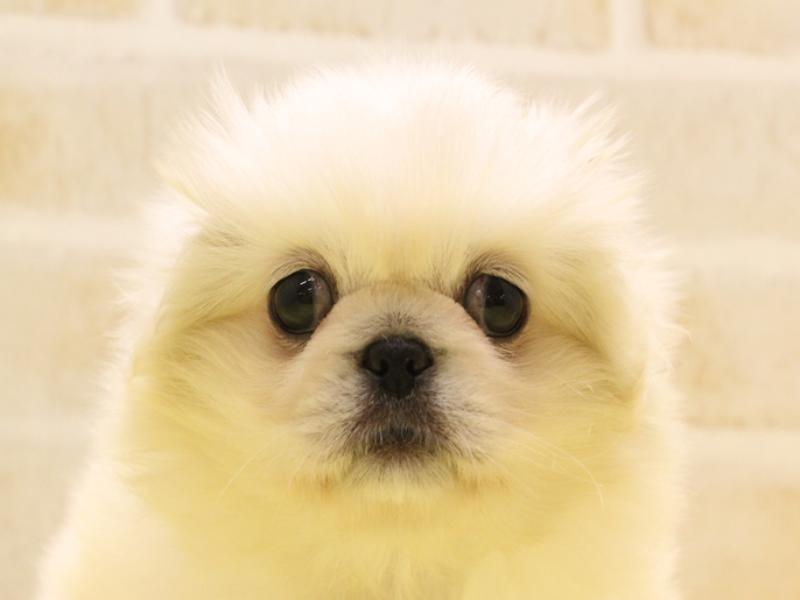 和歌山県のペキニーズ (ワンラブイズミヤ和歌山店/2024年3月18日生まれ/女の子/ホワイト)の子犬