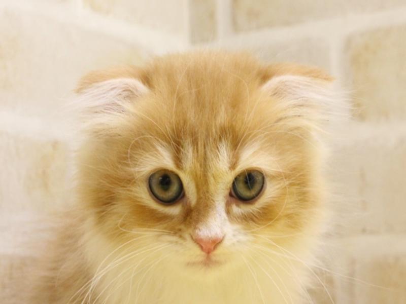 青森県のスコティッシュフォールド (ワンラブエルムの街店/2024年3月16日生まれ/女の子/レッドタビーホワイト)の子猫