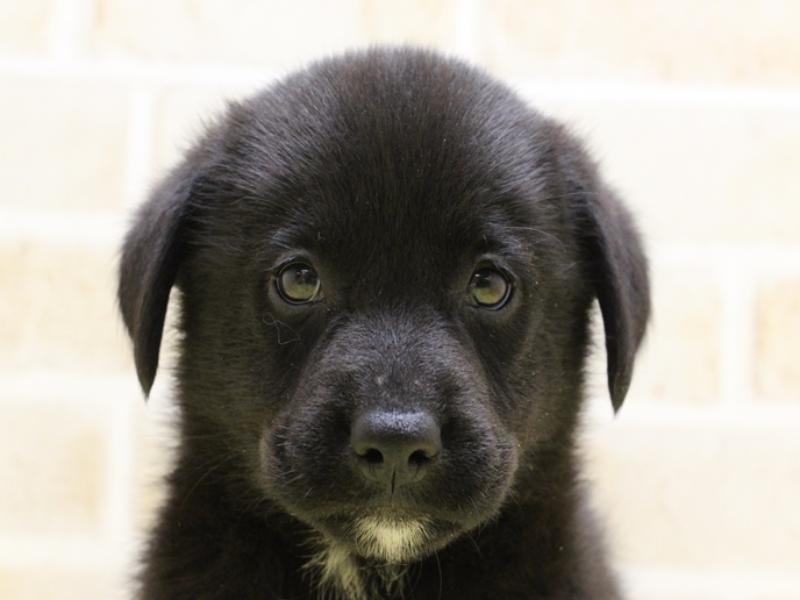 北海道のハーフ犬 (ワンラブイオン 石狩緑苑台店/2024年3月10日生まれ/男の子/ブラックホワイト)の子犬