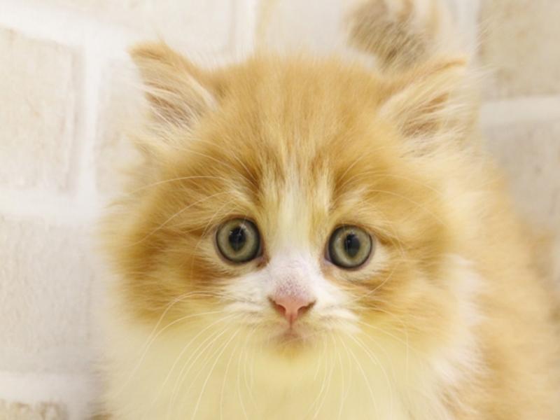 千葉県のマンチカン (ワンラブカインズ幕張店/2024年3月17日生まれ/男の子/レッドタビーホワイト)の子猫
