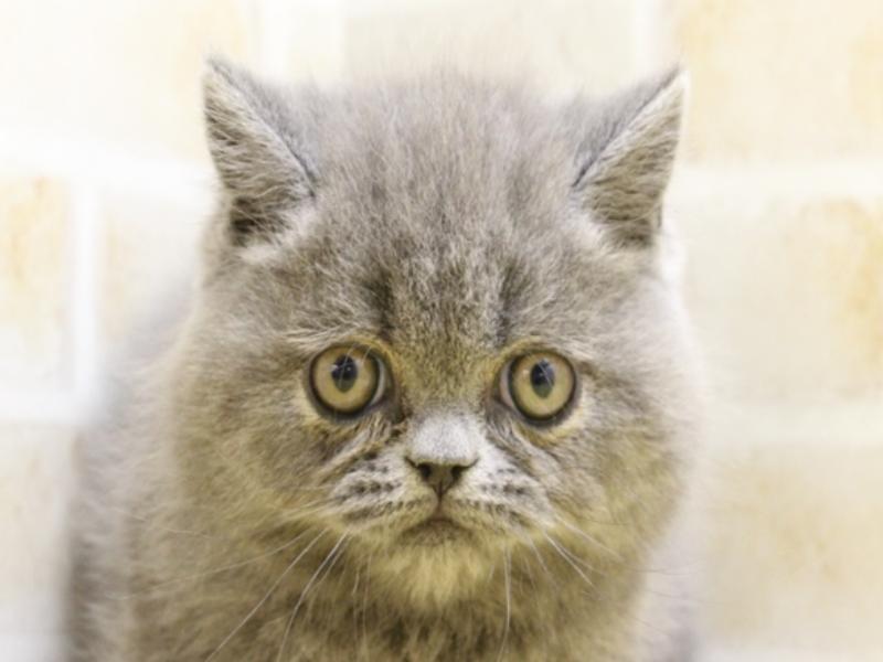 神奈川県のエキゾチック (ワンラブCoaska Bayside横須賀店/2024年3月16日生まれ/男の子/ブルー)の子猫