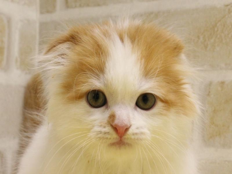 千葉県のスコティッシュフォールド (ワンラブカインズ幕張店/2024年3月3日生まれ/男の子/レッドタビーホワイト)の子猫