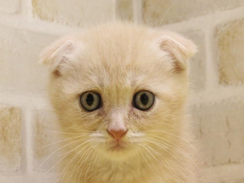 青森県のスコティッシュフォールド (ワンラブエルムの街店/2024年3月14日生まれ/男の子/クリームホワイト)の子猫