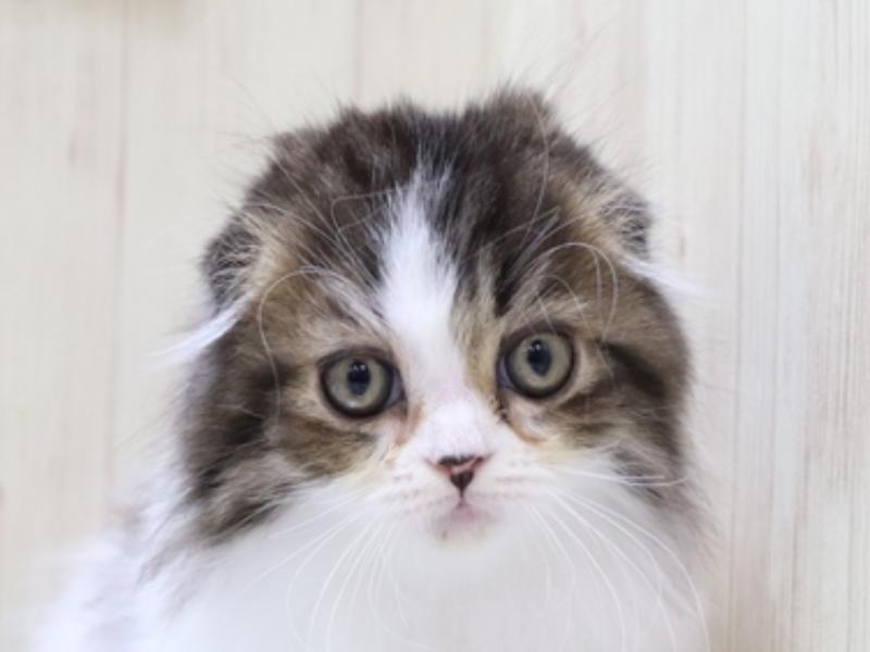 広島県のスコティッシュフォールド (ワンラブカインズ広島LECT店/2024年3月11日生まれ/女の子/ブラウンタビーホワイト)の子猫