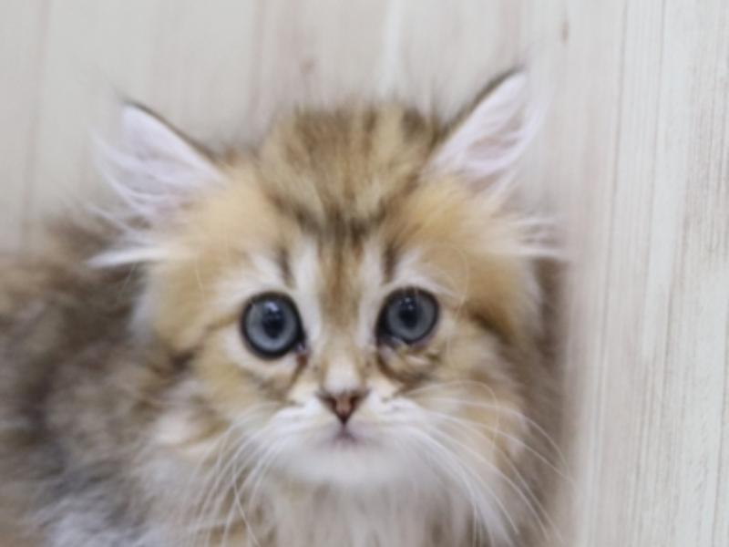 奈良県のペルシャ (ワンラブミ・ナーラ奈良店/2024年3月16日生まれ/女の子/チンチラゴールデン)の子猫