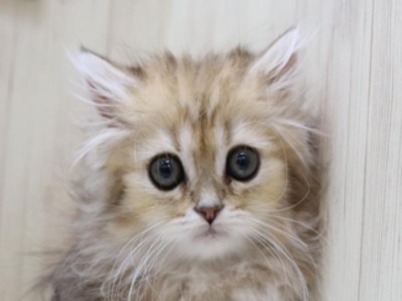 愛知県のペルシャ (ワンラブNEW・CROSSTOWN店/2024年3月16日生まれ/女の子/チンチラゴールデン)の子猫