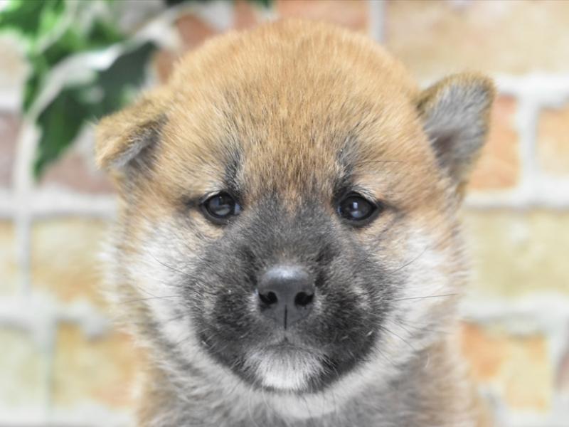 和歌山県の柴犬(標準サイズ) (ワンラブイズミヤ和歌山店/2024年3月17日生まれ/女の子/赤)の子犬