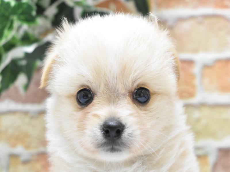 千葉県のハーフ犬 (ワンラブイオンタウン成田富里店/2024年3月18日生まれ/女の子/クリームホワイト)の子犬