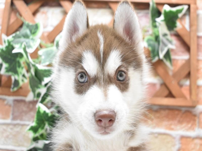 熊本県のシベリアンハスキー (ワンラブゆめタウン光の森店/2024年3月19日生まれ/男の子/チョコレートホワイト)の子犬
