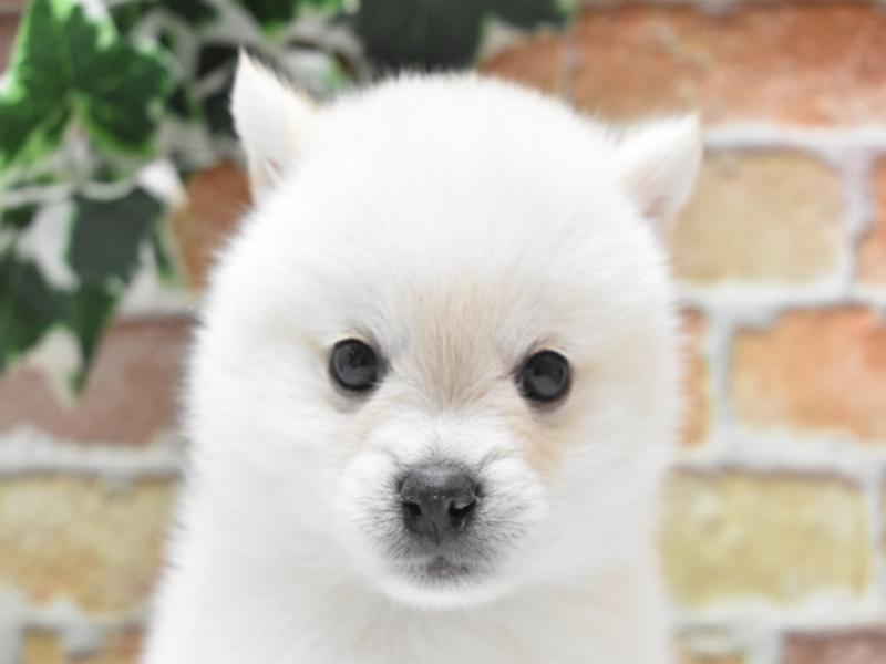 2024年3月17日生まれのポメ柴(ポメラニアン×柴犬)の1枚目の写真