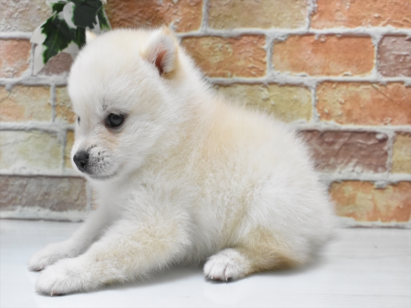 2024年3月17日生まれのポメ柴(ポメラニアン×柴犬)の3枚目の写真