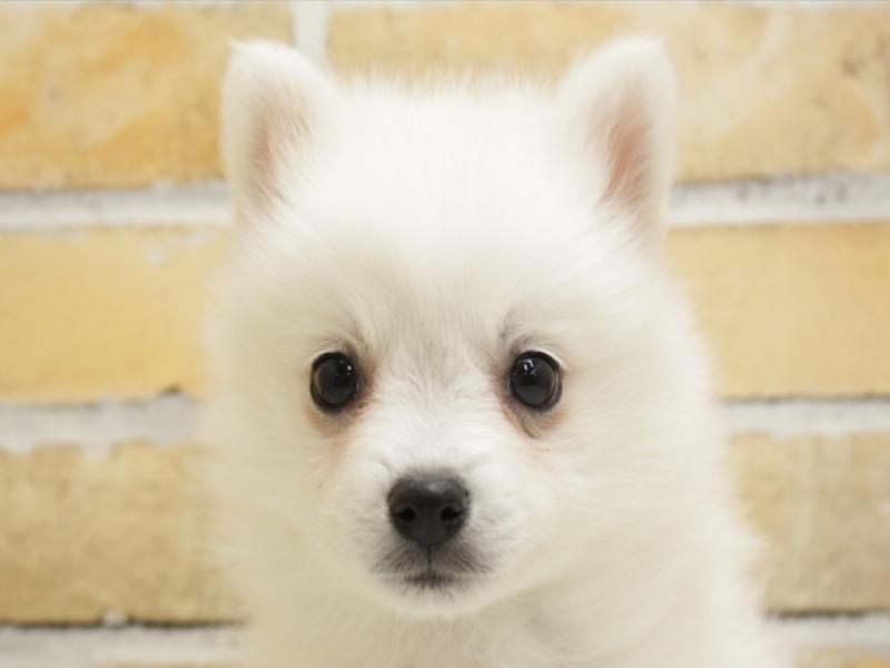 福岡県の日本スピッツ (ワンラブ福岡総本店/2024年3月17日生まれ/女の子/ホワイト)の子犬