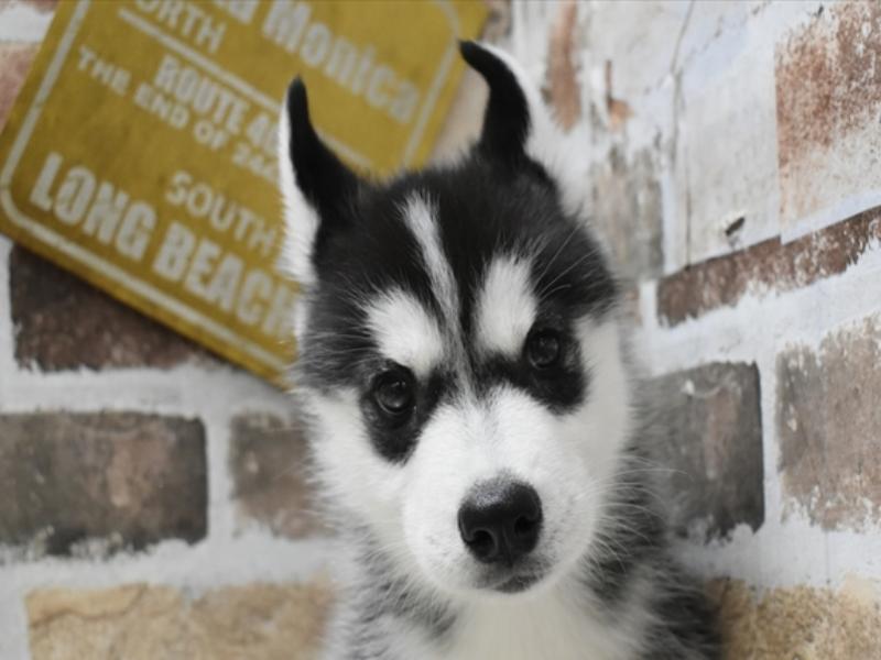 愛知県のシベリアンハスキー (ワンラブイオンモール常滑店/2024年3月19日生まれ/女の子/ブラックホワイト)の子犬
