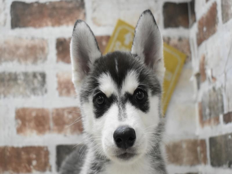 奈良県のシベリアンハスキー (ワンラブミ・ナーラ奈良店/2024年3月13日生まれ/男の子/ブラックホワイト)の子犬
